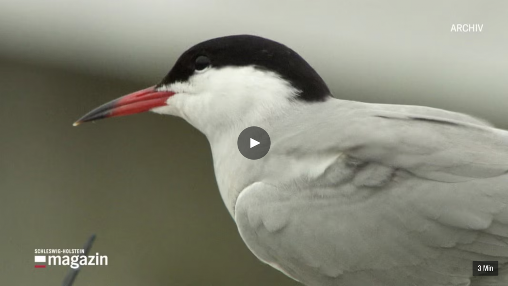 Flussseeschwalbe im Profil